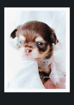 Les chiots de Chihuahua