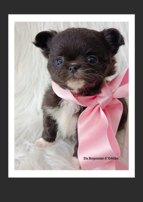 Les chiots de Chihuahua