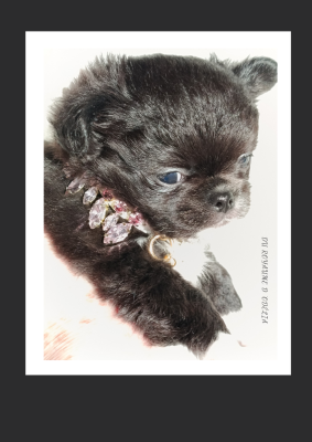 Les chiots de Chihuahua