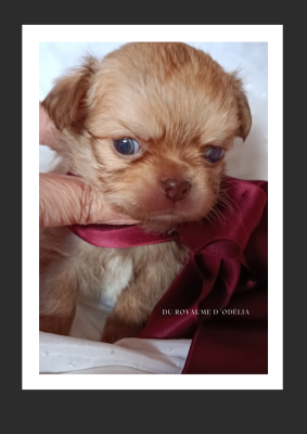 Les chiots de Chihuahua