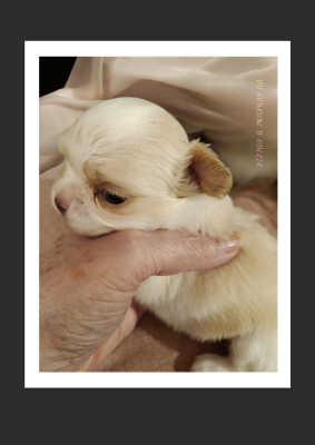 Les chiots de Chihuahua