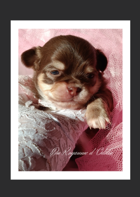 Les chiots de Chihuahua