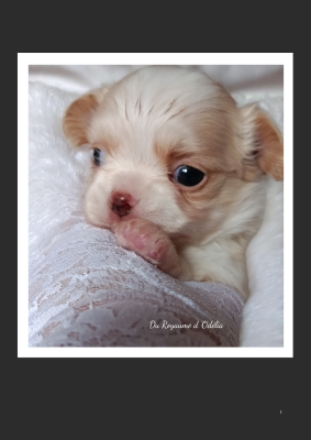 Les chiots de Chihuahua