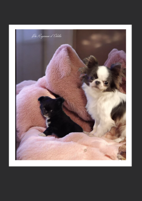 Les chiots de Chihuahua