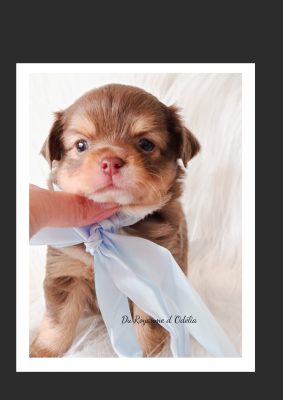 Les chiots de Chihuahua