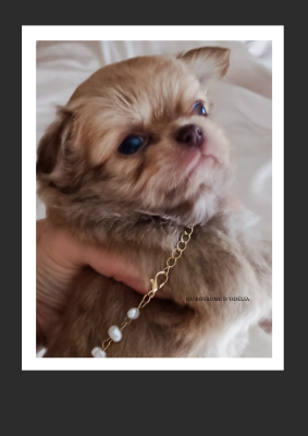 Les chiots de Chihuahua