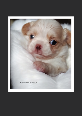 Les chiots de Chihuahua