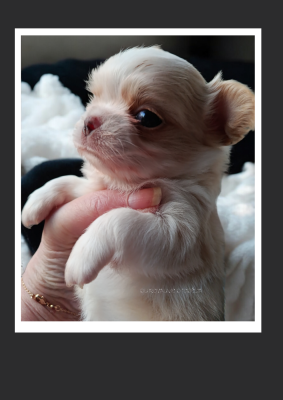 Les chiots de Chihuahua