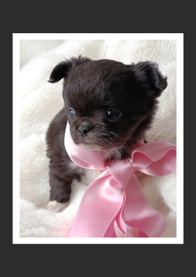 Les chiots de Chihuahua