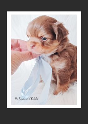 Les chiots de Chihuahua