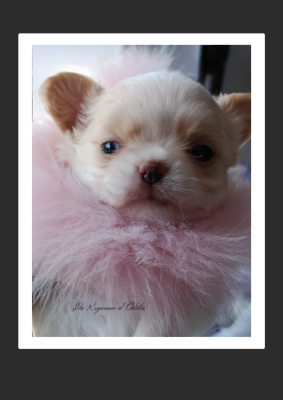 Les chiots de Chihuahua