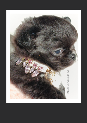 Les chiots de Chihuahua