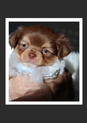 Les chiots de Chihuahua