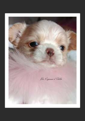 Les chiots de Chihuahua