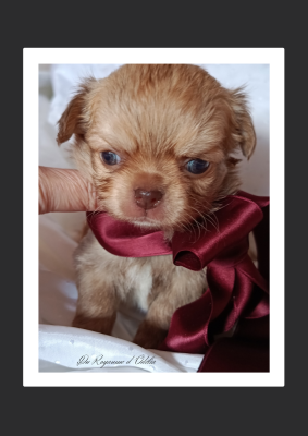 Les chiots de Chihuahua