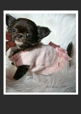 Les chiots de Chihuahua