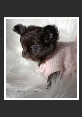 Les chiots de Chihuahua