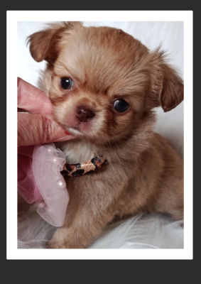 Les chiots de Chihuahua