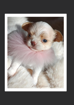 Les chiots de Chihuahua