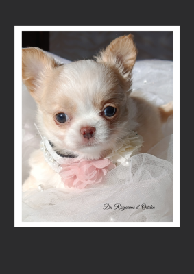 Les chiots de Chihuahua