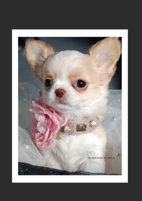 Les chiots de Chihuahua