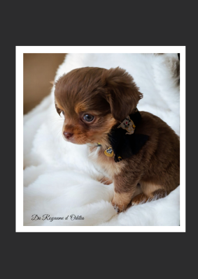 Les chiots de Chihuahua