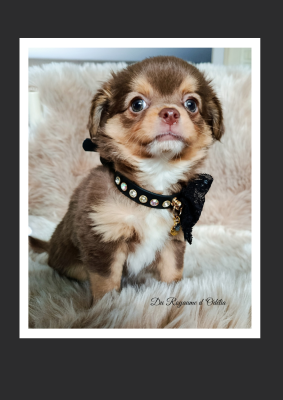 Les chiots de Chihuahua