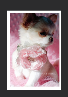 Les chiots de Chihuahua