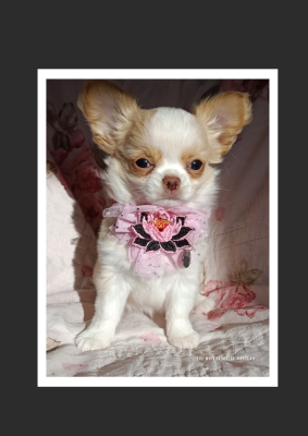 Les chiots de Chihuahua