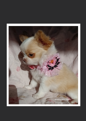 Les chiots de Chihuahua