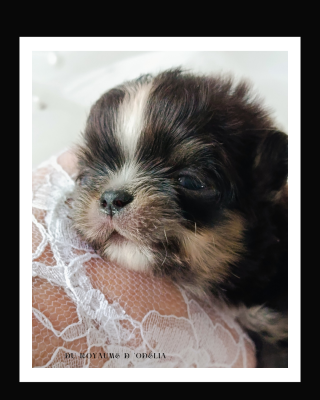 Chihuahua