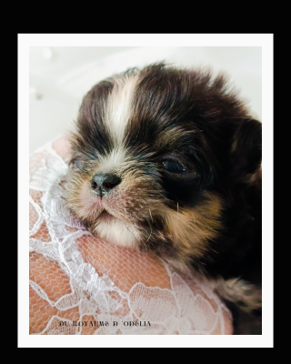 Les chiots de Chihuahua