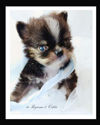 Les chiots de Chihuahua