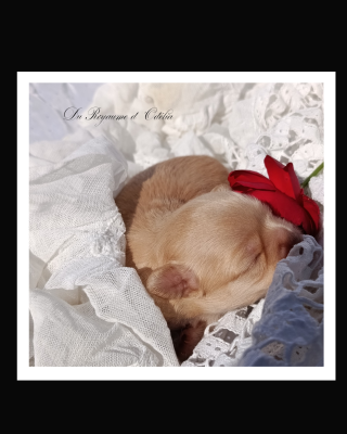 Chihuahua