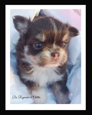 Les chiots de Chihuahua