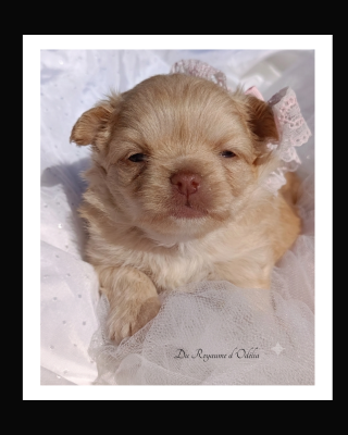 Les chiots de Chihuahua