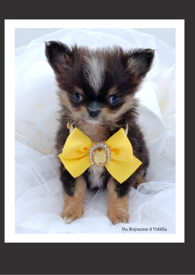 Les chiots de Chihuahua