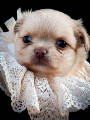 Les chiots de Chihuahua