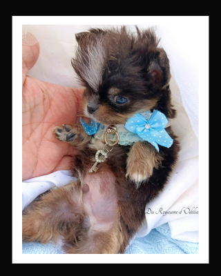 Les chiots de Chihuahua