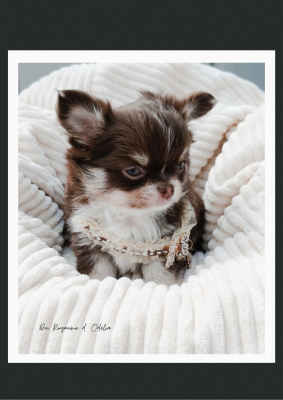 Les chiots de Chihuahua