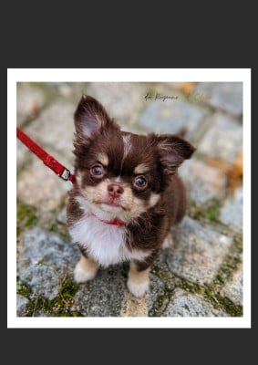 Les chiots de Chihuahua