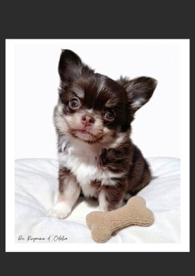 Les chiots de Chihuahua