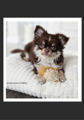 Les chiots de Chihuahua