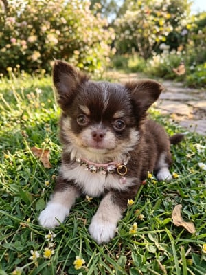 Les chiots de Chihuahua