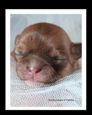 Les chiots de Chihuahua
