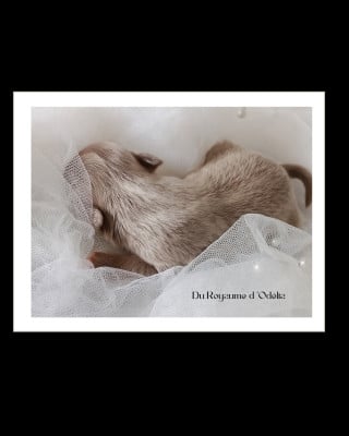 Les chiots de Chihuahua