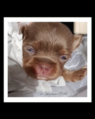 Les chiots de Chihuahua