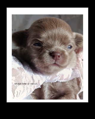 Les chiots de Chihuahua