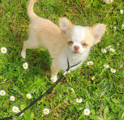 Chihuahua - Miniature femelle chihuahua lof - Du Royaume D\'Odelia