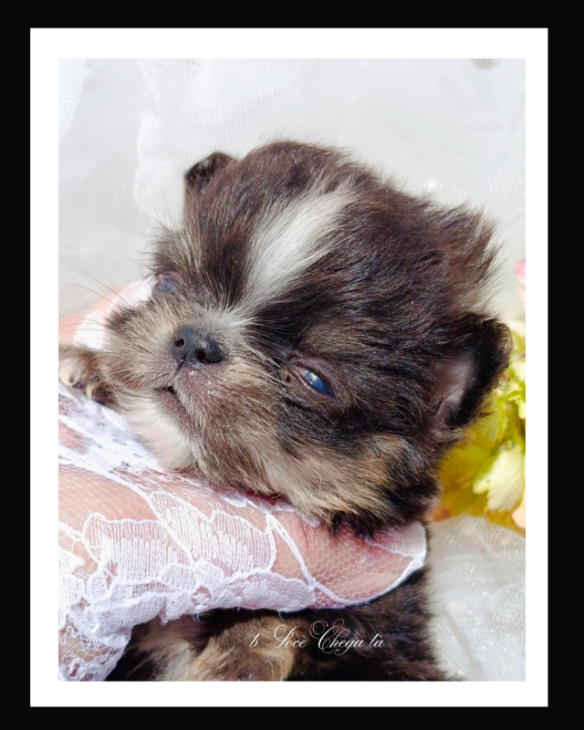 Chihuahua - Du Royaume D'Odelia